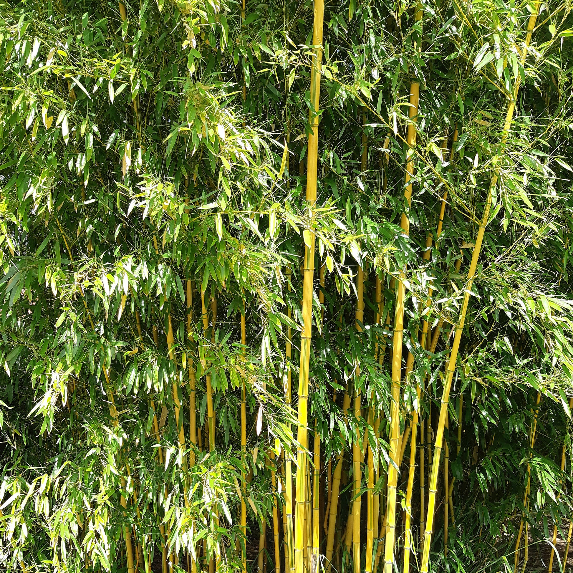 Cluster Van Zwarte Bamboes (Phyllostachys Nigra) in Een Tuin: (foto Cluster Van Zwarte Bamboes (Phyllostachys Nigra) in Een Tuin: (foto