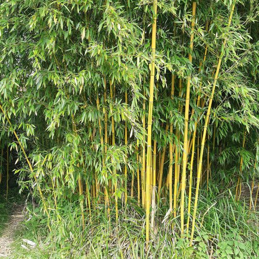 Bamboe Phyllostachys 'Spectabilis' - Bakker