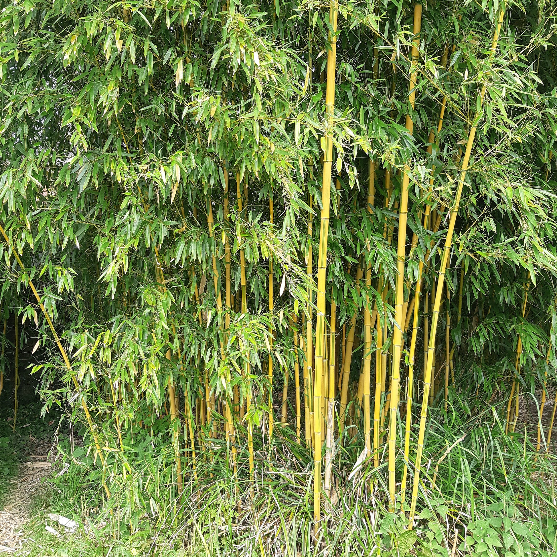 Bamboe Phyllostachys 'Spectabilis' - Phyllostachys aureosulcata spectabilis - Tuinplanten