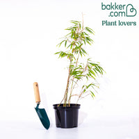 Bamboe Fargesia rufa - Fargesia rufa