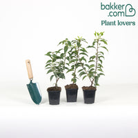 Portugese laurier 'Angustifolia' (x3)