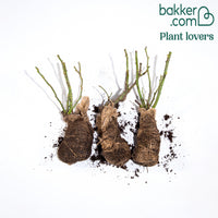 Rozenmix 'Onderhoudsvrij' (x3)