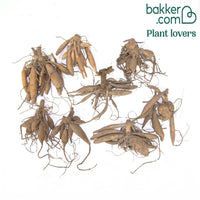 Cactus Dahlia Mix (x8)