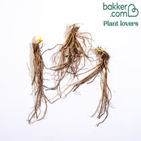 Daglelie 'Stella d'Oro)