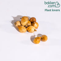 Byzantijnse gladiool (x10)