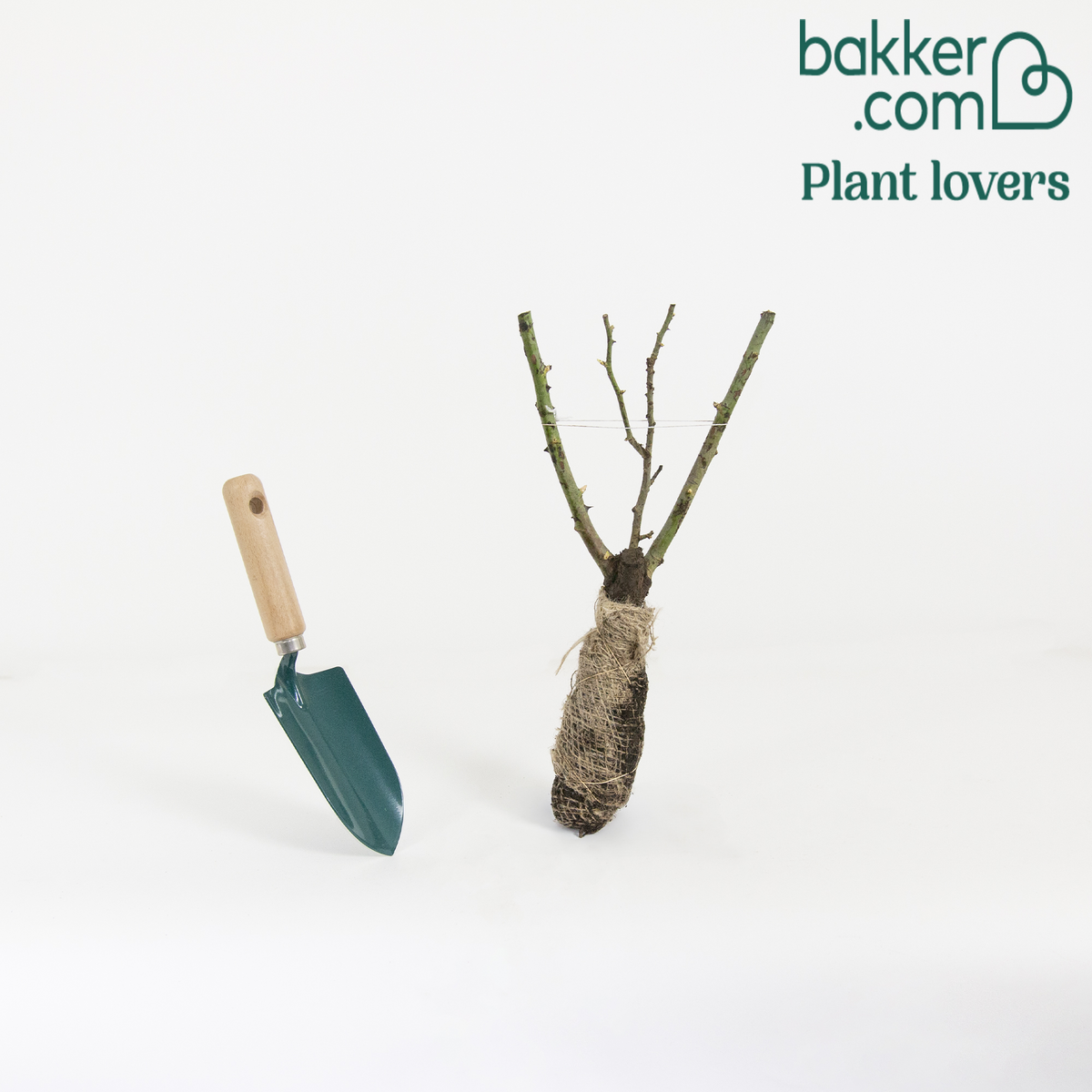 Grootbloemige roos 'Souvenier de Baden Baden'® / 'Korsouba' - Rosa Souvenir de Baden Baden ® Korsouba - Bakker