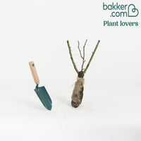 Grootbloemige roos 'Souvenier de Baden Baden'® / 'Korsouba' - Rosa Souvenir de Baden Baden ® Korsouba - Bakker