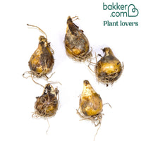 Camassia Leichtlinii Caerulea (x5)