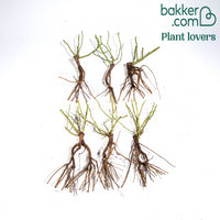 Bodembedekkende roos Mix 'Happy Chappy' + 'Mirato' (x6)