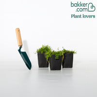 Blauwe grondkruiper (x3) - Isotoma fluviatilis