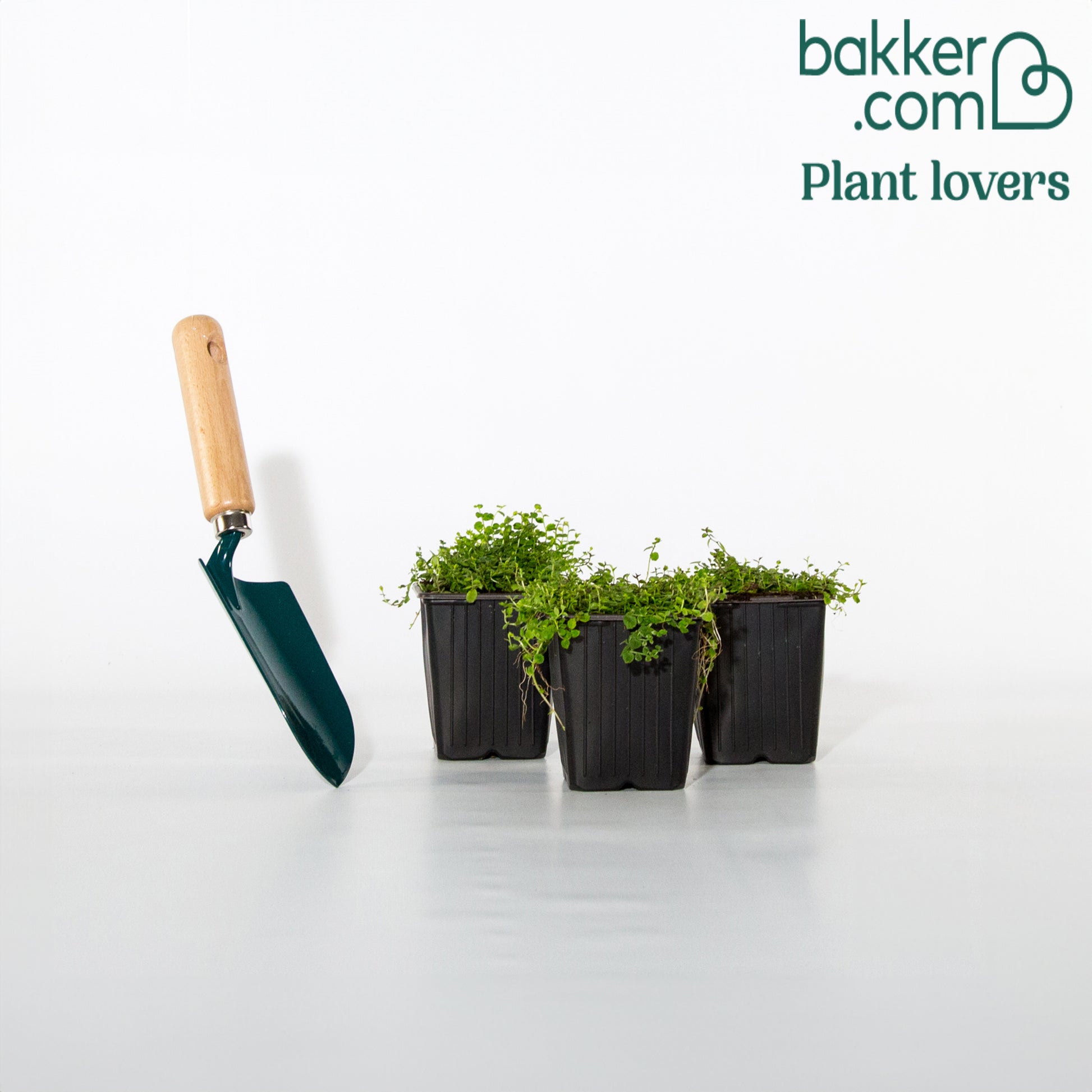 Blauwe grondkruiper (x3) - Isotoma fluviatilis