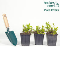 Bontbladige penningkruid 'Aurea'