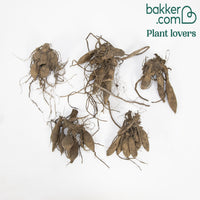 Dahlia Mix 'Grootbloemig' (x5)