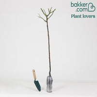 Stamroos 'Ramona' - Rosa ramona - Plantsoort