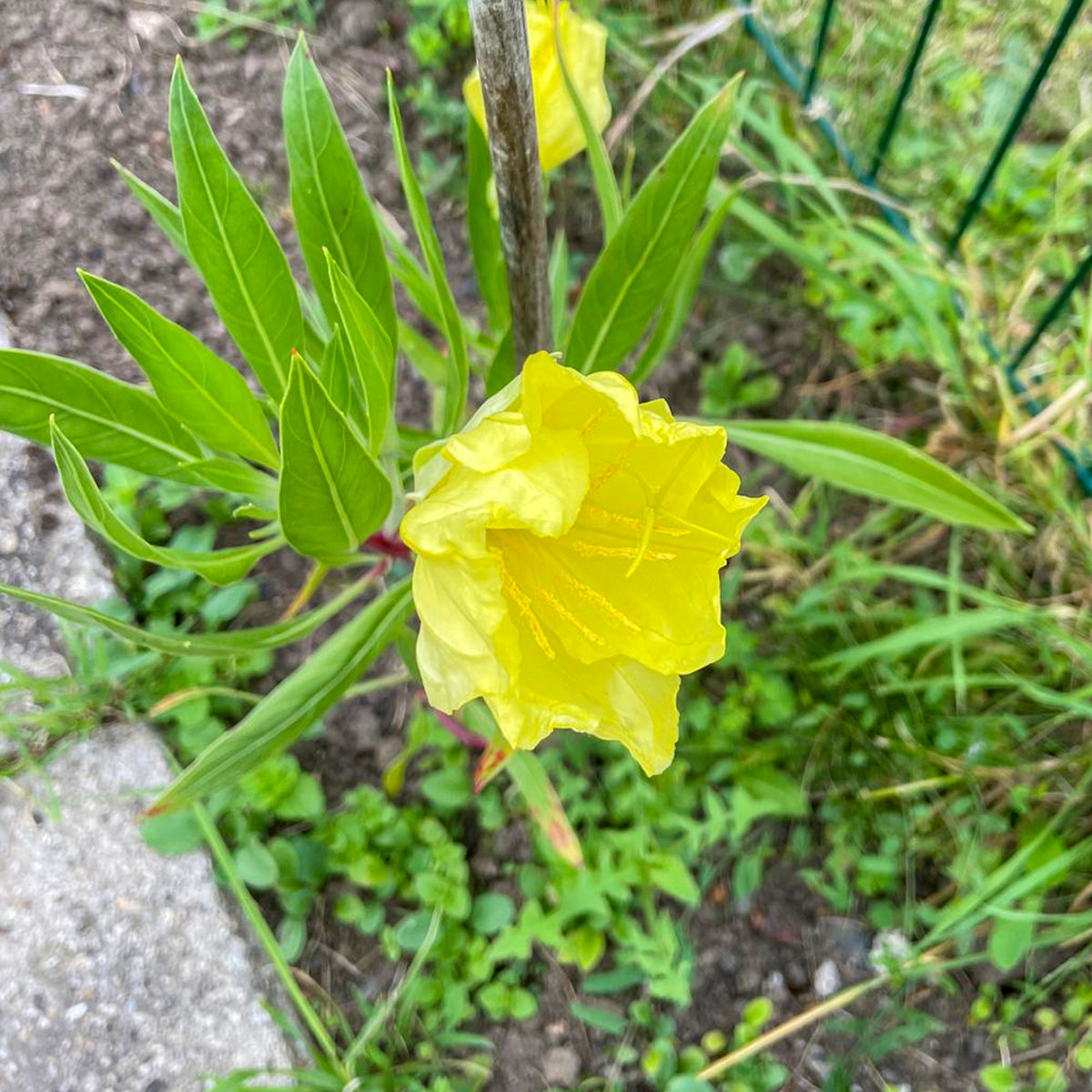 Oenothera macrocarpa (missouriensis) - Grootbloemige teunisbloem (x2) - Bloeiende vaste planten