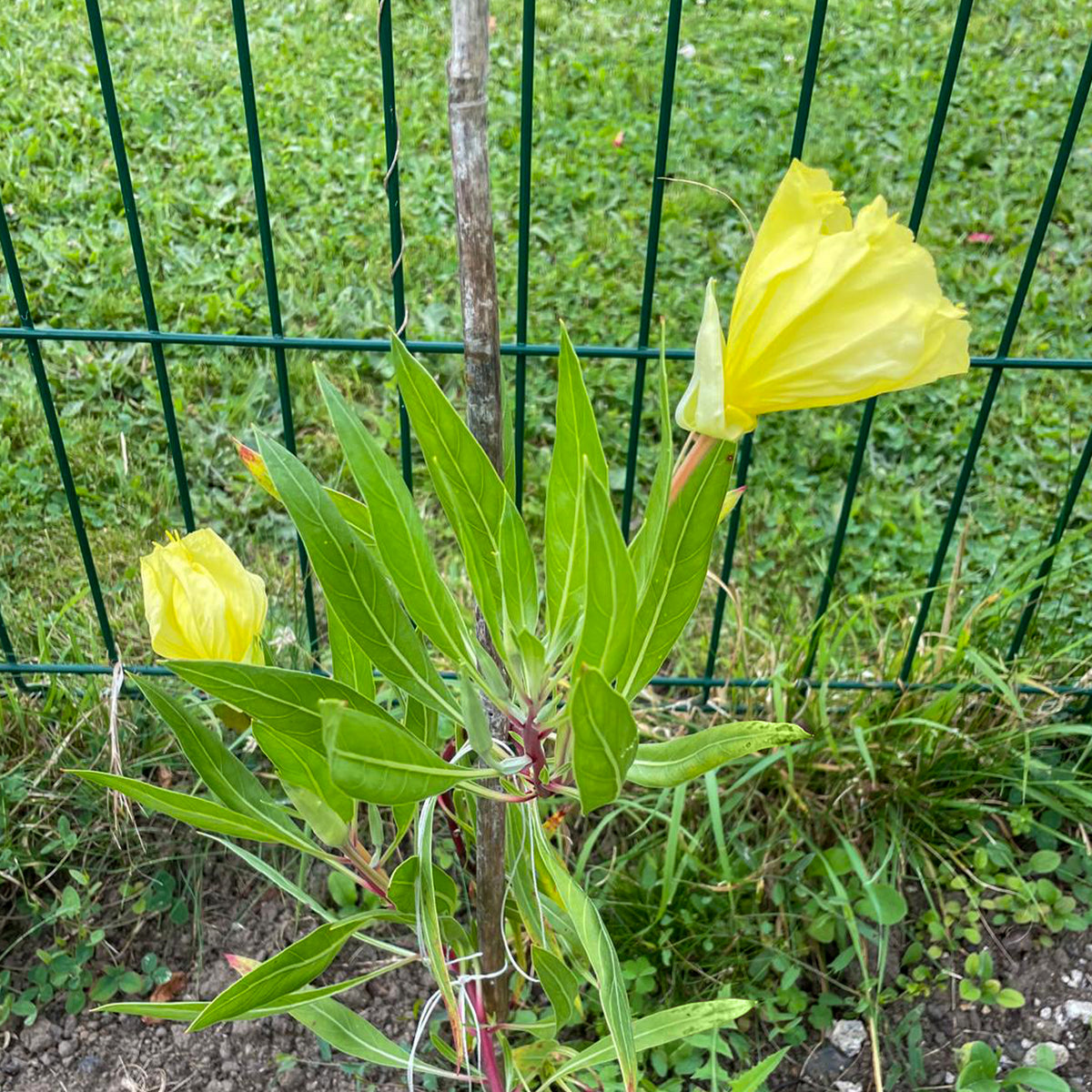 Bloeiende vaste planten - Grootbloemige teunisbloem (x2) - Oenothera macrocarpa (missouriensis)