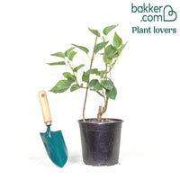 Dubbelbloemige sering - blauw