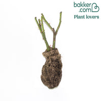 Historische roos 'Comte de Chambord'