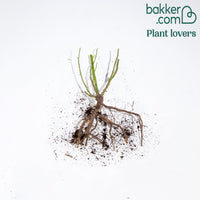 Grootbloemige roos 'Walz Time'