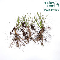 Trosoos 'Friesia' (x3)