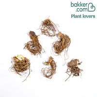 Baardiris Mix 'Depth of Field' + 'Poésie' + 'Study in Black' (x6)