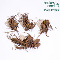 Pompon Dahlia Mix (x4)