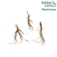 Akelei 'Barlow' Mix (x3)