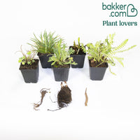 Makkelijke vaste planten borderpakket - ca. 1,5 m²