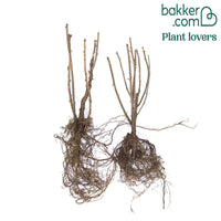 Witte aalbes 'Blanka' (x2)