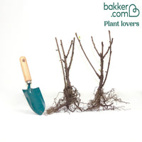 Witte aalbes 'Blanka' (x2)