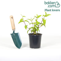 Bruidsbloem 'Strawberry Field'