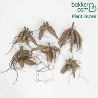 Dahlia 'Bonesta' - wit + roze + gestreept (x6)