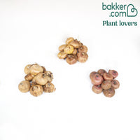 Collectie van papegaai-gladiolen (x30)