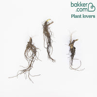 Ridderspoor Mix - rood (x3)