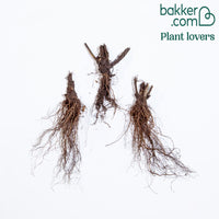 Vingerhoedskruid Mix (x3)