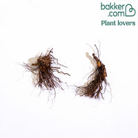 Geitenbaard Guinea Fowl (x2)