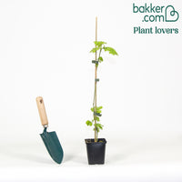 Perzische slaapboom 'Rosea'