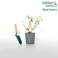 Vlinderstruik 'White Profusion'