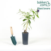 Vlinderstruik 'Empire Blue'