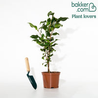 Dubbelbloemige Japanse roos