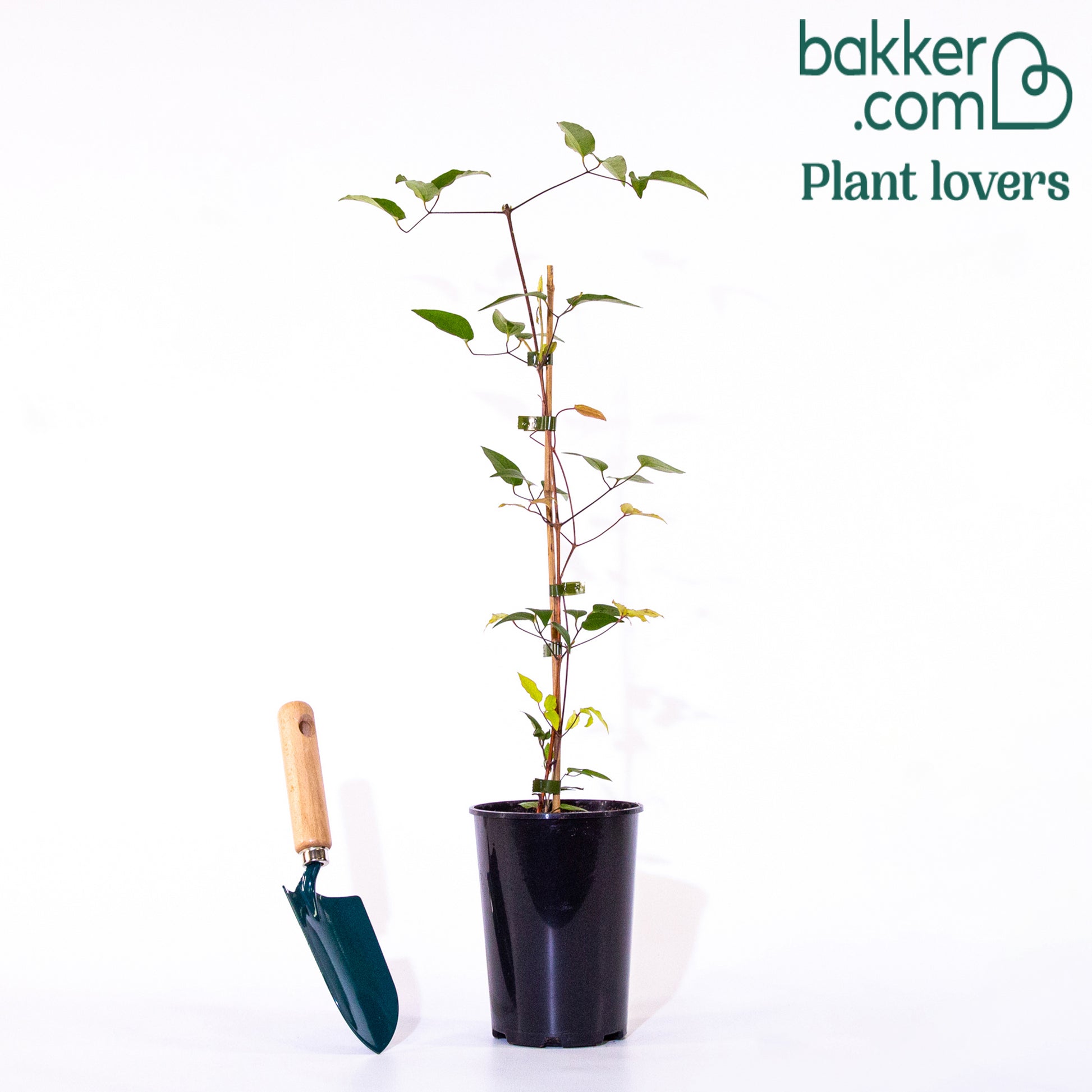 Bosrank 'Multi Blue' - Clématis multi blue