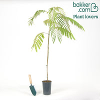 Perzische slaapboom 'Rosea'