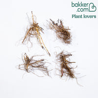 Aster Mix (x4) - Aster dumosus