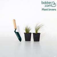 Vedergras - Stipa tenuissima