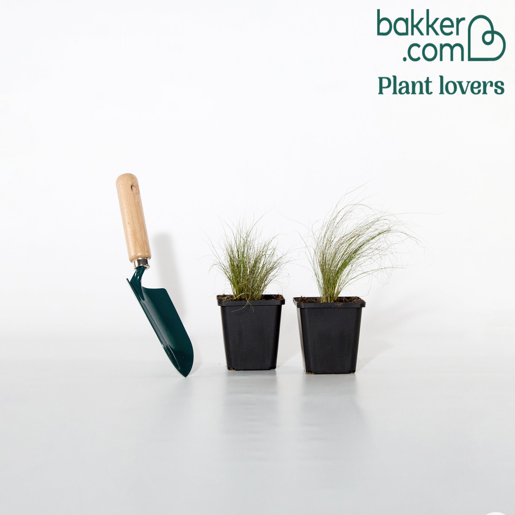 Vedergras - Stipa tenuissima