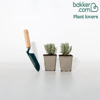 Lavendel 'Alba' (x2)