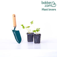 Ridderspoor Mix 'Magic Fountains' (x2)