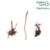 Vaste planten Mix - Zonnehoed (x3)