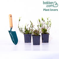 Struikheide - rood + wit + roze (x3)