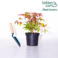 Hemelse bamboe 'Firepower'